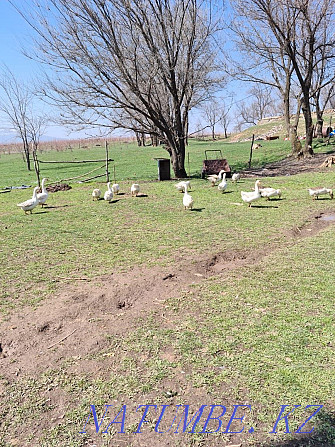 Geese and ducks for sale Lenger - photo 4
