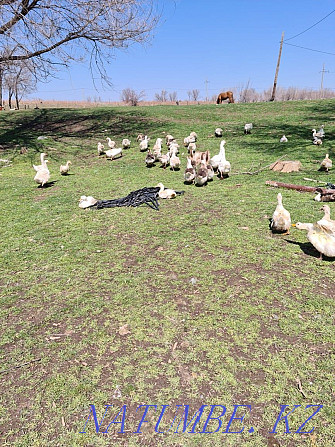 Geese and ducks for sale Lenger - photo 1