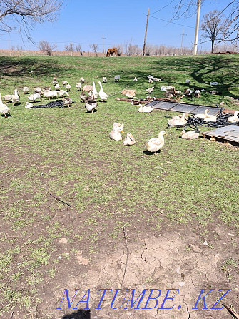 Geese and ducks for sale Lenger - photo 2