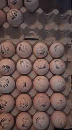 Инкубационное яйцо бройлера кобб500 Чехия, несушка, утка, гусь . Петропавловск