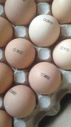 Инкубационное яйцо бройлера кобб500 Чехия, несушка, утка, гусь .  Петропавл