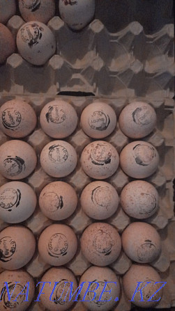 Broiler hatching egg kobb500 Czech Republic, laying hen, duck, goose. Petropavlovsk - photo 2