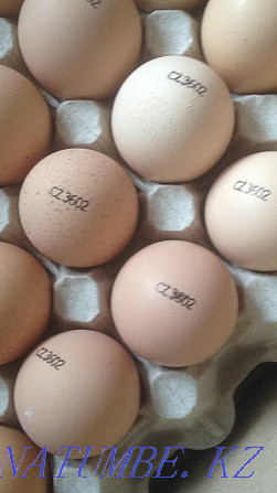 Инкубационное яйцо бройлера кобб500 Чехия, несушка, утка, гусь . Петропавловск - изображение 1