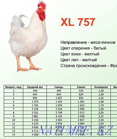 Broiler hatching egg kobb500 Czech Republic, laying hen, duck, goose. Petropavlovsk - photo 3