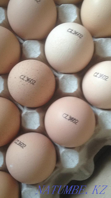 Инкубационное яйцо бройлера кобб500 Чехия, несушка, утка, гусь . Петропавловск - изображение 1