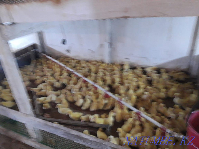 All types of poultry are on sale. Oral - photo 1