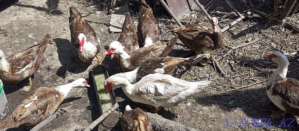 Indians are mixed. Almaty - photo 2