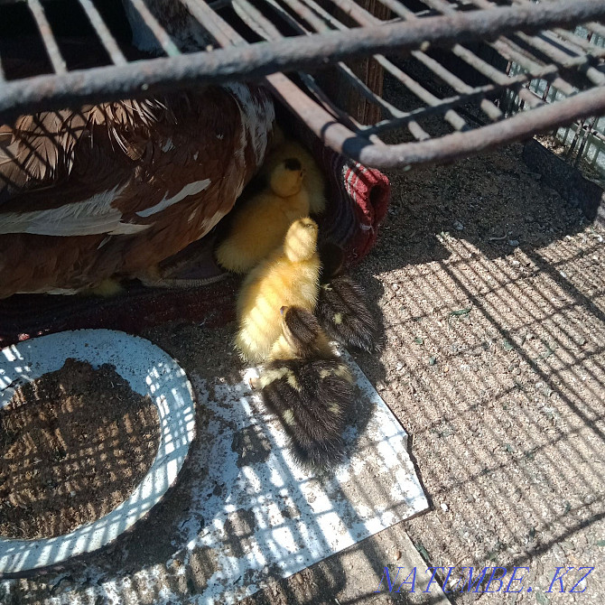 indo ducklings for sale Semey - photo 1