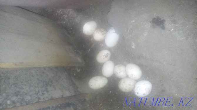 Яйцо инкубацыонное утинное Алматы - изображение 2