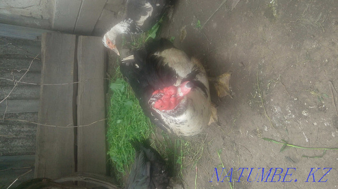 hatching duck egg Almaty - photo 1