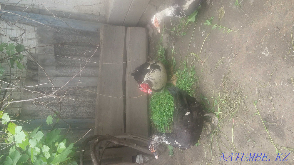 Яйцо инкубацыонное утинное Алматы - изображение 3