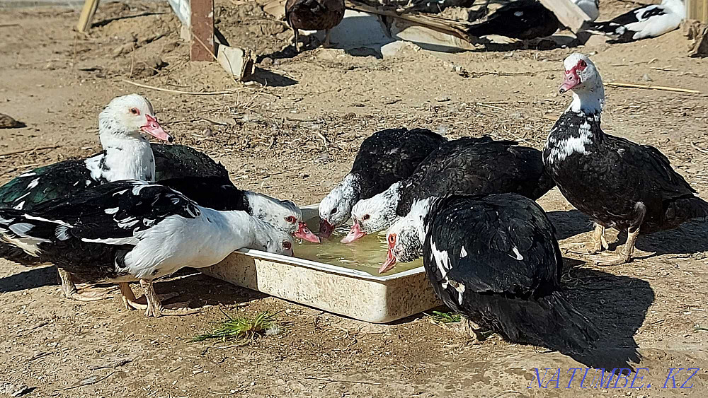 Indian females 11 months old Aqtau - photo 2