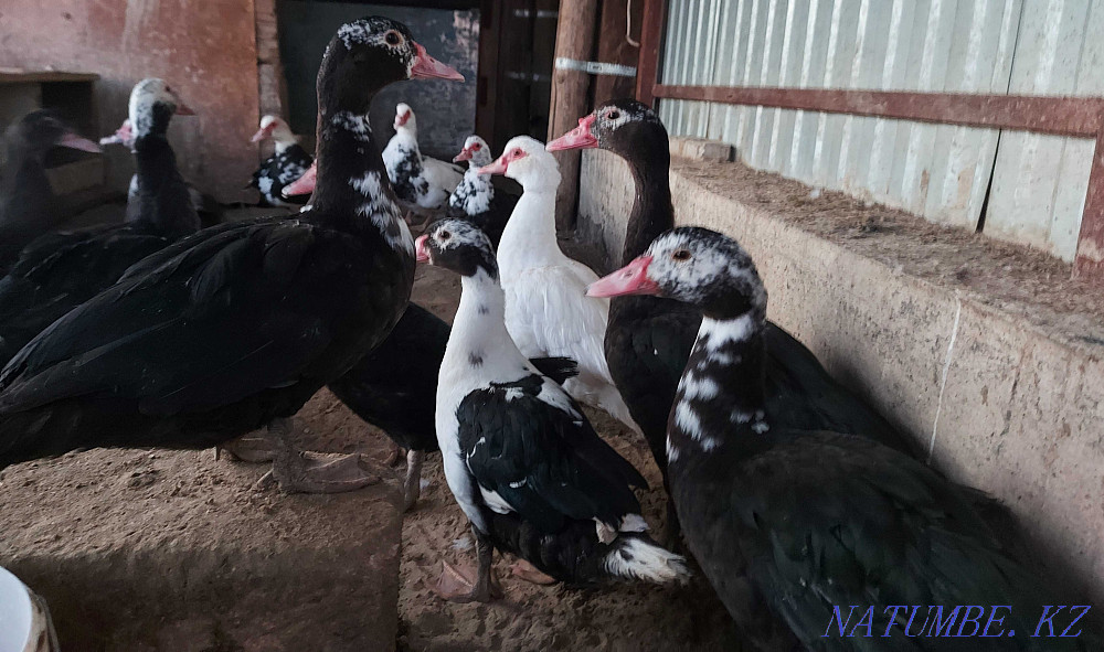 Indian females 11 months old Aqtau - photo 3