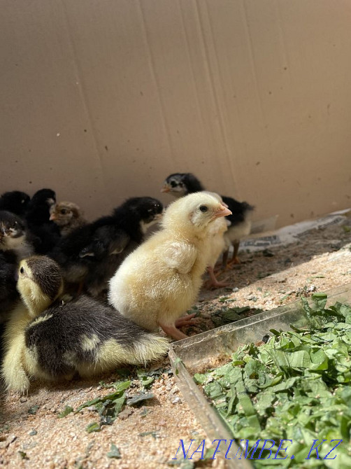 Цыплята и утята Боралдай - изображение 4