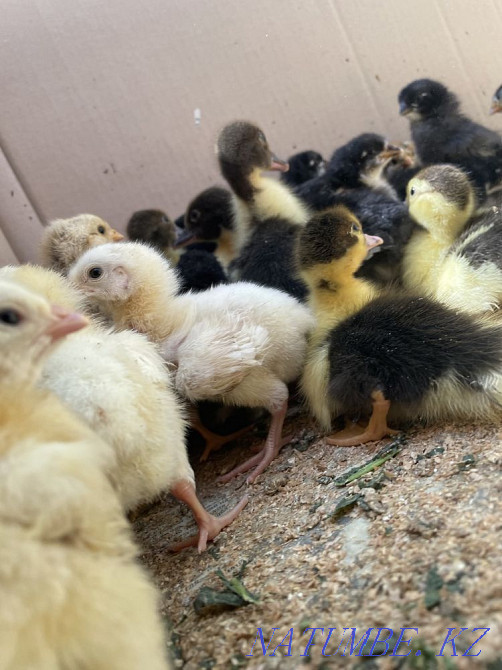 Цыплята и утята Боралдай - изображение 3
