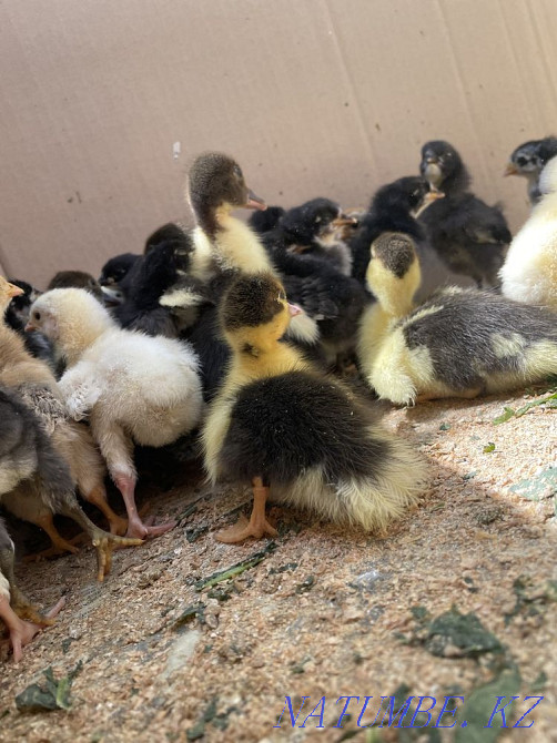 Цыплята и утята Боралдай - изображение 2