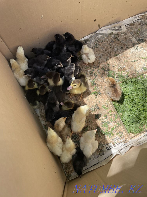 Цыплята и утята Боралдай - изображение 1