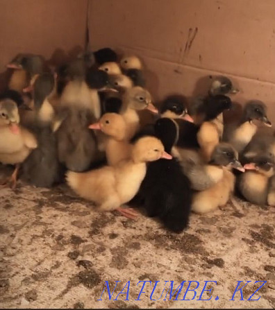 Domestic ducklings of different breeds Almaty - photo 2