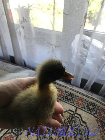 Domestic ducklings of different breeds Almaty - photo 3