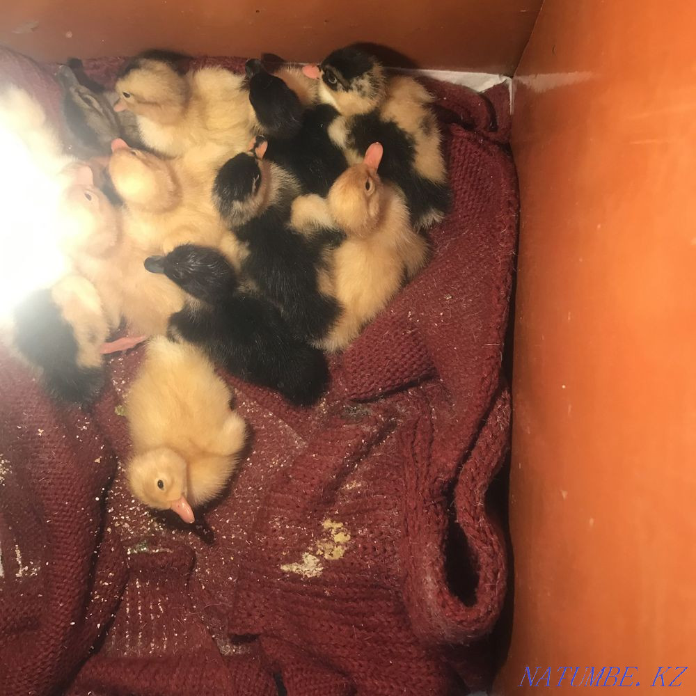 Әртүрлі тұқымды үй үйректері  Алматы - изображение 1