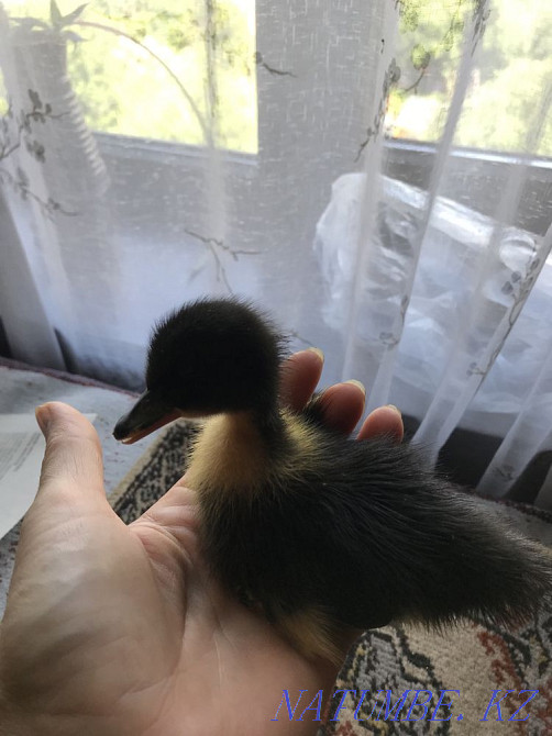 Әртүрлі тұқымды үй үйректері  Алматы - изображение 4