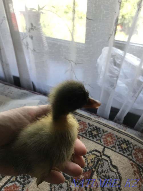 Әртүрлі тұқымды үй үйректері  Алматы - изображение 3