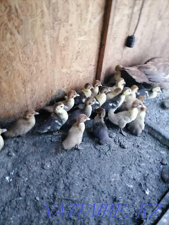 Selling 10 day old indo-chicks. Байсерке - photo 1