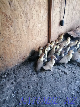 Selling 10 day old indo-chicks. Байсерке - photo 2