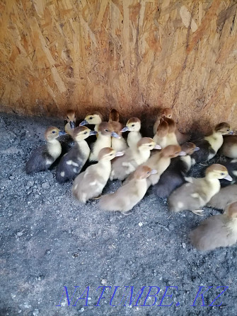 Selling 10 day old indo-chicks. Байсерке - photo 4