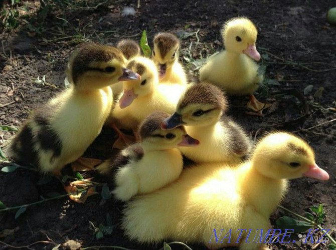Indian ducklings. Not an incubator Shymkent - photo 1
