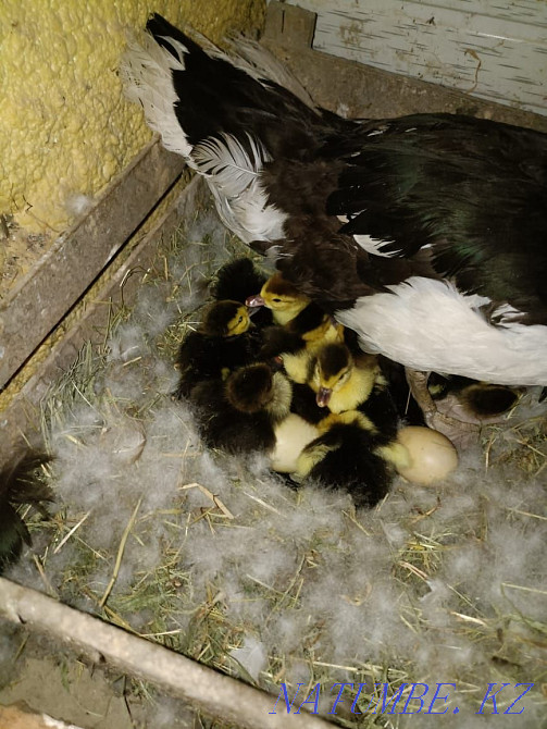 Продам индоутят. Ленгер - изображение 1