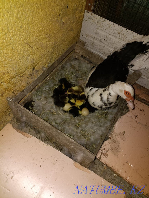 Продам индоутят. Ленгер - изображение 2