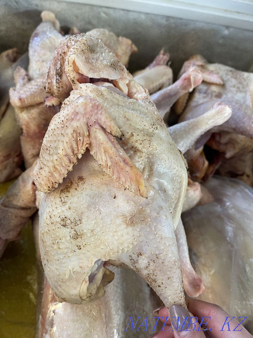 Несушки на бульон Алматы - изображение 2