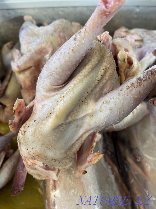 Несушки на бульон Алматы - изображение 1