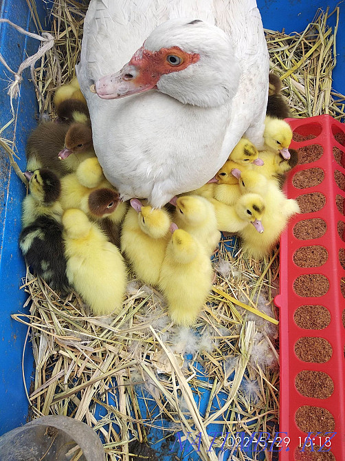 Muscular ducks. Qaskeleng - photo 1