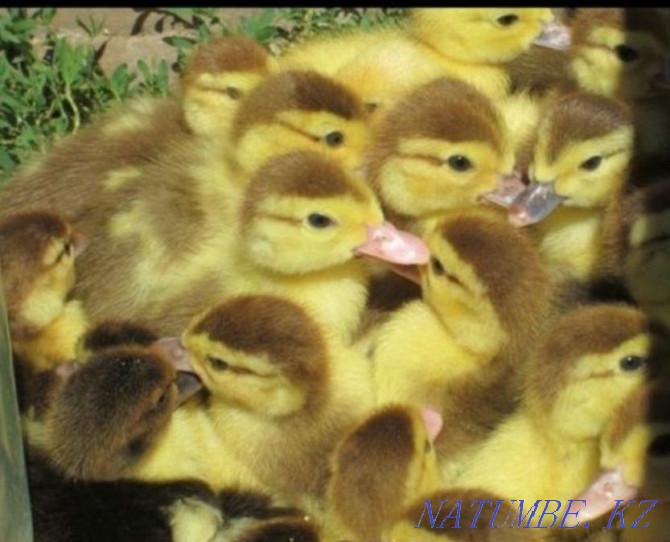ducklings Saryaghash - photo 1