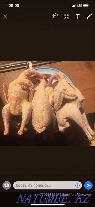 Мясо индейки оптом и в розницу Алматы - изображение 1