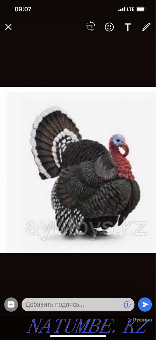 Мясо индейки оптом и в розницу Алматы - изображение 3