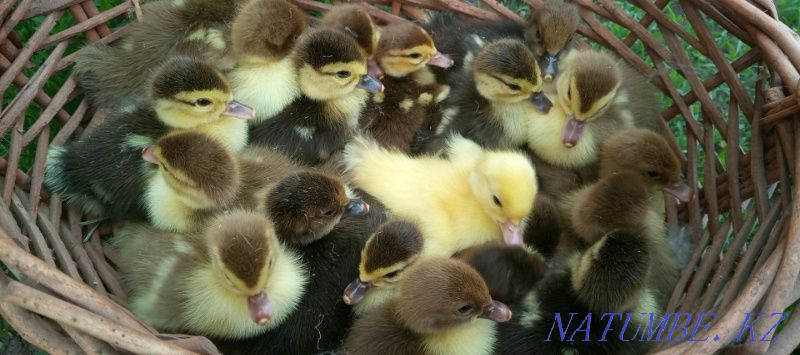 5 day old Qaskeleng - photo 1