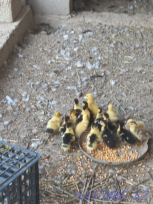 I will sell ducklings (indoutki) Saryaghash - photo 1