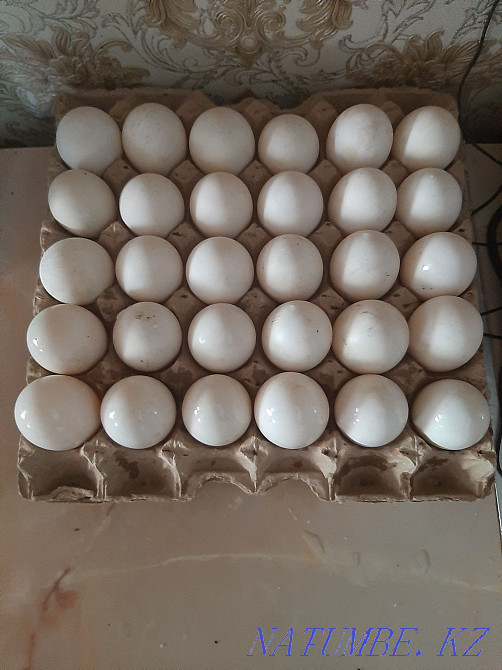 Продоются яица утиные .  - изображение 1