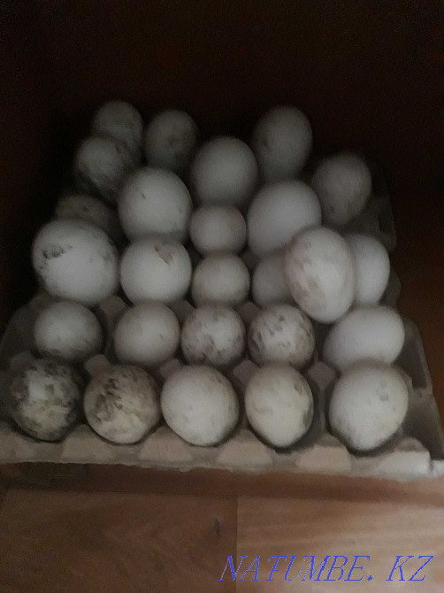 Жұмыртқа Жұмыртқа Қаз, ?йрек  - изображение 1