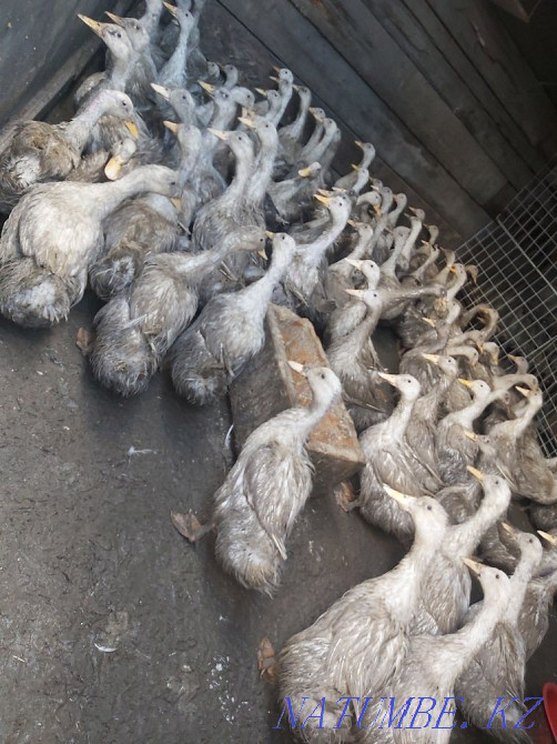 Продам уток живых по 2000 Петропавловск - изображение 1