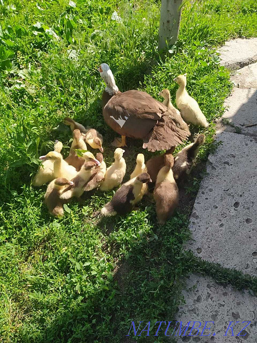 Indian mother with ducklings  - photo 1