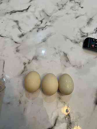 Продам утинные яйца  Қаскелең 