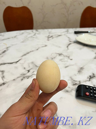 Продам утинные яйца Каскелен - изображение 1