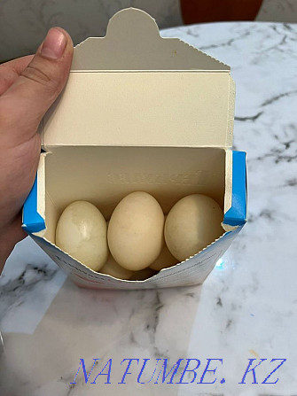 Продам утинные яйца Каскелен - изображение 3