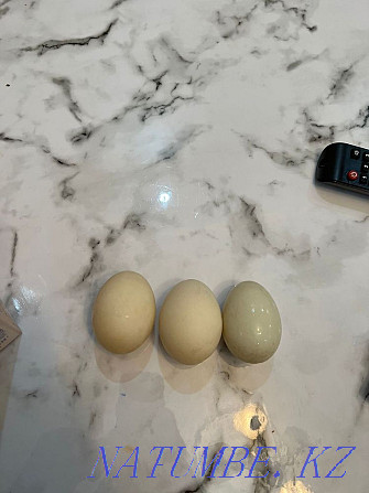 Продам утинные яйца Каскелен - изображение 2