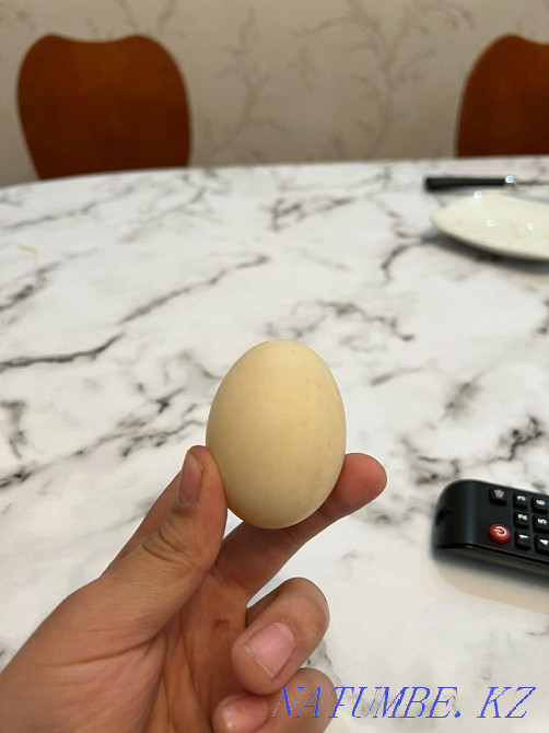 Продам утинные яйца Каскелен - изображение 1