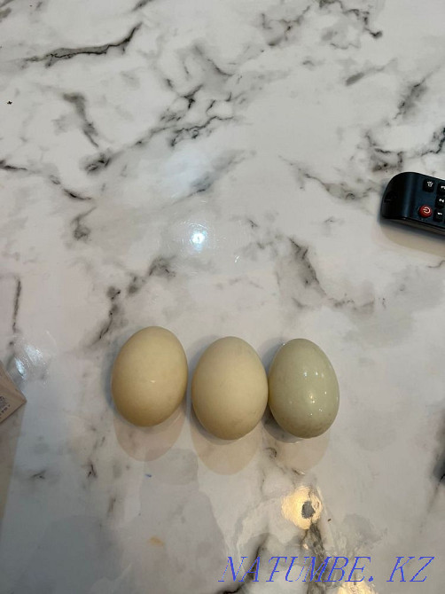 Продам утинные яйца Каскелен - изображение 2